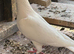 White racer hen