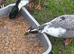 Call Ducks Two Pairs Available