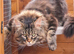 Mainecoon x Norwegin Forest