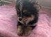 Boy pomchi puppy 9 weeks old