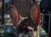 German shepherd x Dutch herder bitch puppy
