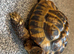 Hermans tortoise and set up