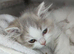 Lovely Scottish fold and straigh kittens