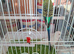 Mixed adult budgies for sale