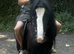 5 year old gelding, 12.3 cob
