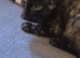 Female kitten