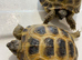 HORSFIELD&rsquo;S GARDEN TORTOISES