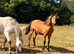 2 beautiful Appaloosa