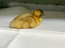 Runner duck ducklings