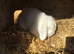 White mini lop