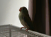 Kakariki - Baby Kakariki - Ready now - Kaks - Kakarikis
