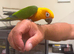 Hand tame Jenday conure 3 years old