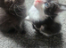Stunning litter of six girls and one girl ready to reserve!!
