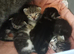 Kittens ready June!