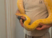 Male pearl Burmese