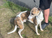 Whippet