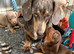 Beautiful mini dachshunds
