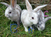 Plush lop and plush lop cross babies