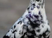 Breading nice pigeons