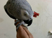 Hand tame African grey parrot