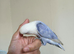 baby lovebird full tame