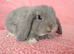 Selection of mini lop babies available