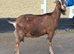 Registered English Doe for Sale