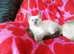 Ragdoll x kittens