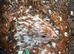 Beautiful milliefluer pekin pullets 16 -19 weeks old