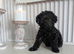 Asian toy poodle girls available