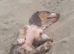 15 weeks dapple miniature dachshund