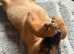 Belgian malinois