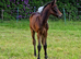 Beautiful connemara Filly
