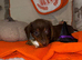 2 lil autumn sizzling sausages