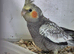Young Cockatiels and semi tame