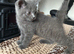 British shorthair