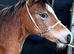 Show quality filly