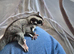 3 sugar glider joeys ONLY MALE LEFT
