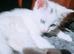 Female kitten