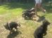 Puppies
