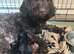 Cockapoo puppies