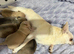 Adorable Chihuahua Puppies Looking for Loving Forever Homes!