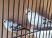 Pair off diamond doves