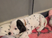 Dalmatian puppies