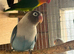 Pairs Lovebirds