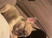 Female French bulldog pup