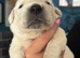 9 beautiful golden retriever puppies
