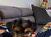 Yorkie for sale