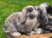 Beautiful mini lops