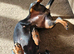 3 year old Miniature dachshund Minnie